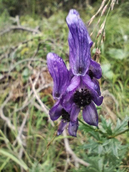 Blauer Eisenhut, giftigste Pflanze Europas, wirkt innerhalb weniger Stunden mittels Herzstillstand und Atemlähmung häufig tödlich.
Also: Finger WEG !!!