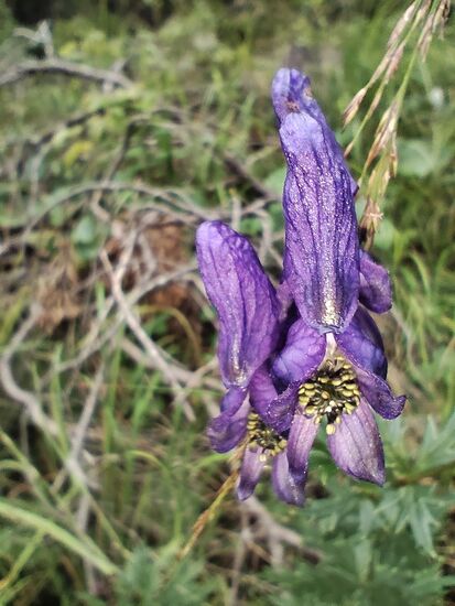 Mit Blitz ausgeleuchtet.