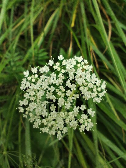 Giersch, nicht giftiges, sondern essbares Wildkraut als Gemüse oder Salat.