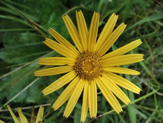 Weidenblättriges Ochsenauge (auch Goldmargerite genannt), gilt für Menschen und Haustiere als ungiftig, die Blüten sind teilweise sogar essbar.