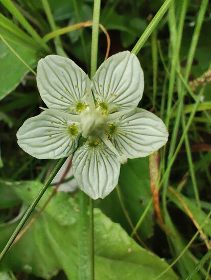 Sumpf-Herzblatt, auch Studentenröschen genannt. 
Nicht giftig und wurde früher in der Volksmedizin genutzt. 
In Deutschland und Österreich geschützt, in der Schweiz gilt es nicht als gefährdet.