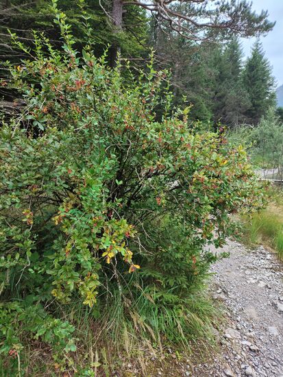 Der Pfad wird zunehmend gröber...