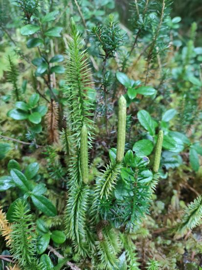 Bärlapp (Lycopodium), in allen Pflanzenteilen giftig,die getrockneten Sporen oft harmlos, heute vorwiegend homöopathisch genutzt. Steht unter Naturschutz und darf nicht gesammelt werden.