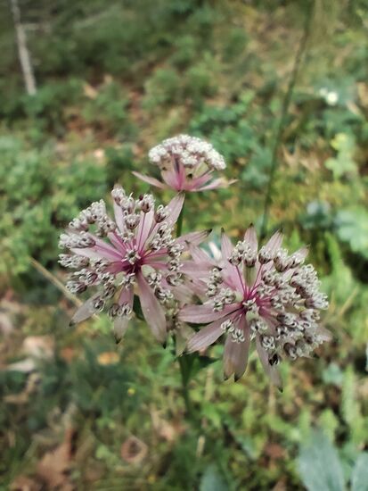Große Sterndolde, schwach giftig.