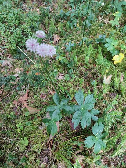 Große Sterndolde mit den dazugehörigen Blättern im Bodenbereich.