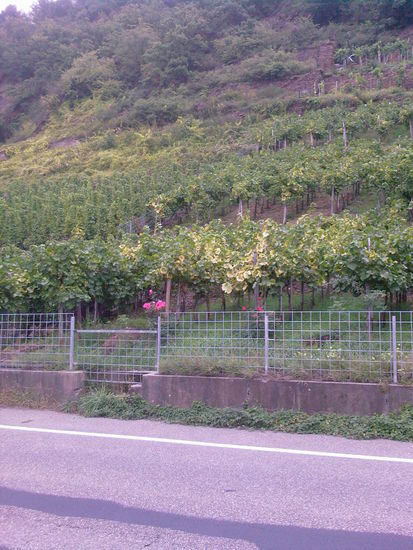 Die ersten Weinhänge mit rosa Rosenstöcken in der Bildmitte