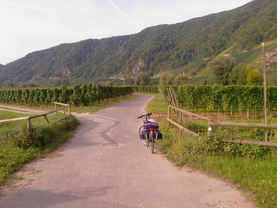 Weintrauben zum Kosten ohne Ende kurz nach Piesport