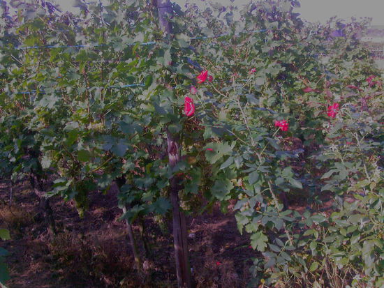 Reb- und Rosenstock in Nachbarschaft bei der Ortschaft Longuich