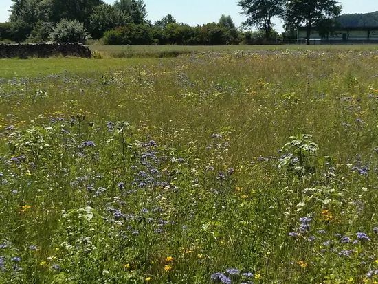 Mal ne ganze "verblümte" Wiese