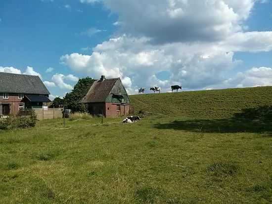 Echte Deich-Kühe, kein Damm-Wild...