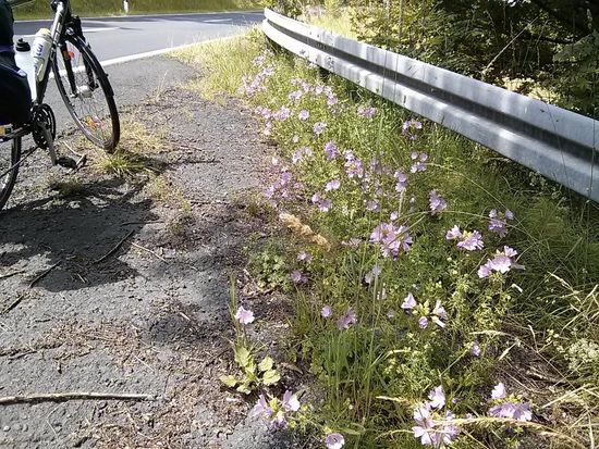 Übrigens neu in den Reisebericht aufgenommen:
Die Sparte "Botanik am Straßen- bzw. Wegesrand". Wie oft wird an ihnen achtlos vorbeigefahren, an diesen Farbspendern, die nur das Eine im Sinn haben, daß sie dieses herrlich sterile Dauer-Grau der Fahrbahnoberfläche aus nächster Nähe stören. Was erlauben...? Wo bleibt die nächste Mähmaschine? Der Weitradler schätzt sie bestens, da sie Freude spenden - nicht nur bei langweiligen Tretpassagen (die allerdings nur sehr selten vorkamen).
Übrigens dienen auch spätere Bilder von Blümekens nur als stille Auflockerung des Berichts. Eine weitere wissenschaftliche Beschreibung wird unterbleiben.