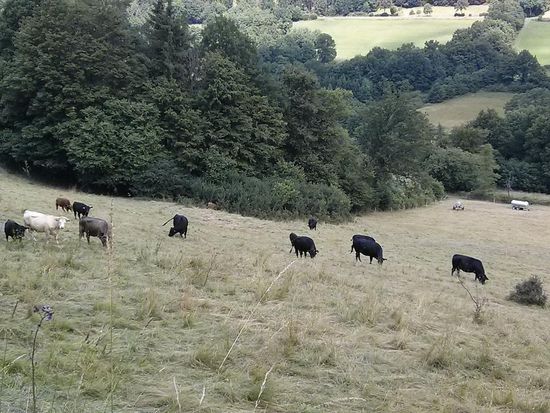 Glückliche Kühe bei Weichersbach im Sinntal. Ich war zu laut, die weiße Quoten-Kuh hat mich schon bemerkt.