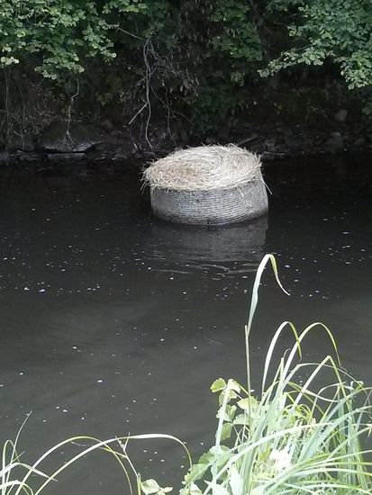 Zuerst noch ein Rund-Strohballen beim "Abkühlen" in der Sinn. Wie der da reinkam, das muß menschlicher Unfug gewesen sein.