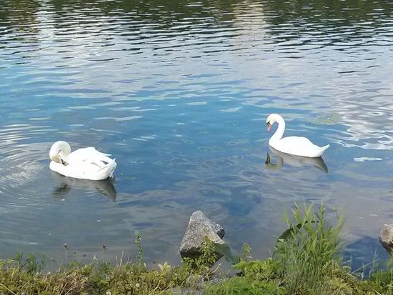 Schwanen-Idylle im Main