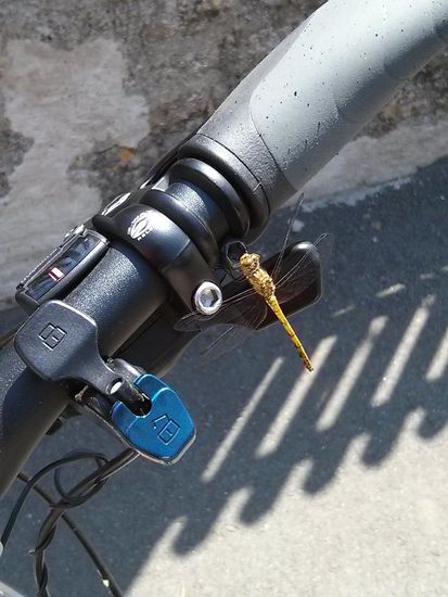 Während der kurzen Pause am Schloß Waldmannshofen läßt sich eine Libelle auf meinem Lenker nieder und hält auch Siesta. Erst nach dem siebten Foto zierte sie sich und entschwebte wieder von dannen.