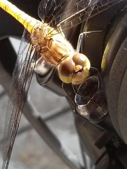 Was guckst Du so mit Deinen Glupsch-Augen ?