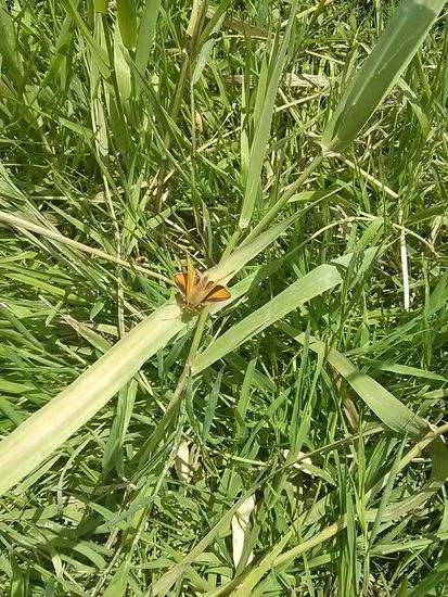 und einer von unzähligen "Rostfarbigen Dickkopffaltern". Schwierig zu fotografieren, weil die bestenfalls nur kurze Flugpausen einlegten.