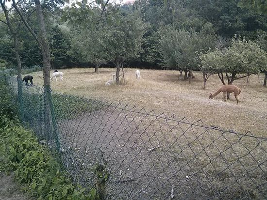 Alpaka-Zucht unterhalb Rothenburg