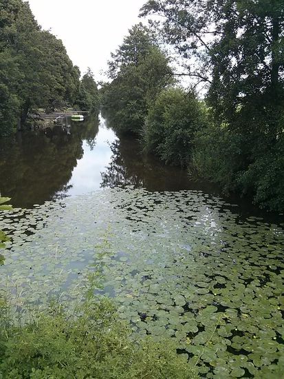 Seerosen in der Altmühl. Da gab es doch immer diese alten Text-Rechenaufgaben...