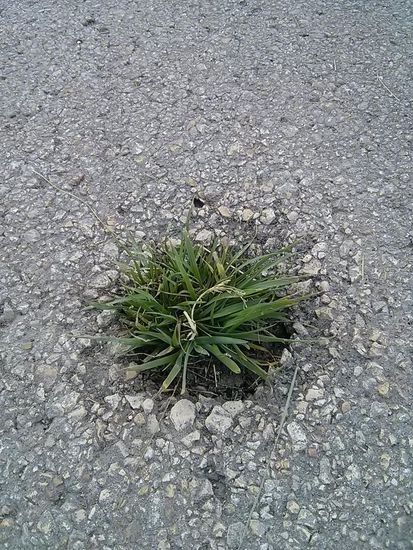 Leider nichts mit Blüte