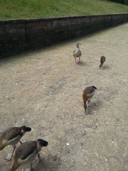 Noch ein paar tierische Begleiter am Mainufer...