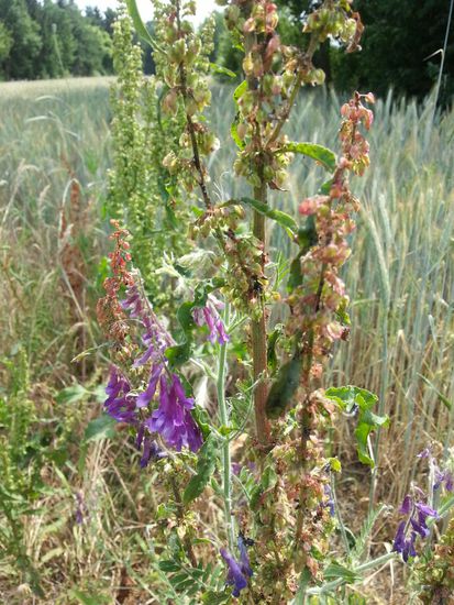 Aus der Reihe "Wildwuchs am Radweg"