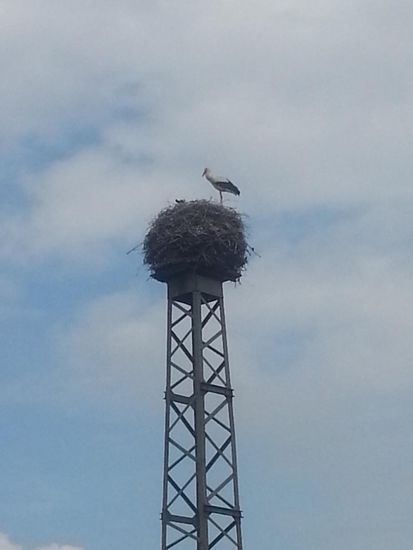 Leider schwer zu erkennen, aber in der Verlängerung des Schnabels des Alttieres ist ein Teil eines Jungvogels zu erkennen. Wer aber meint, daß Störche zum Brüten und Aufziehen des Nachwuchses die große Ruhe auf einem abgelegenen Nistplatz suchen, der sollte sich das folgende Bild verinnerlichen, das ich in der Woche nach meiner Radferntour vom fahrenden Zug aus bei Bad Schönborn etwas nördlich von Bruchsal knipsen konnte.
