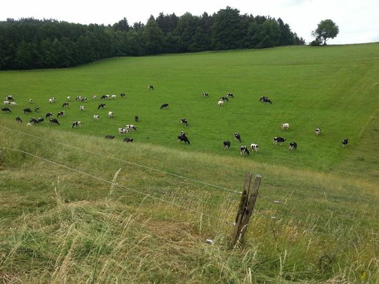 Auch im Odenwald gibt's glückliche Kühe, hier am Anstieg nach Reußenkreuz.Auch mindestens eine (aus der Ferne) komplett weiße Quotenkuh ist dabei
