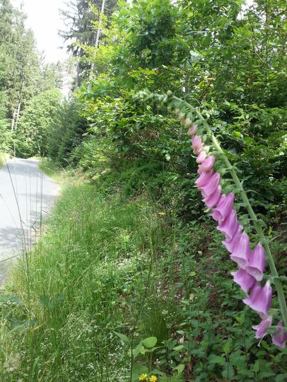 Am Anstieg nach Hesselbach, von wo es weiter nach Würzberg geht, eine von unzähligen Fingerhut-Pflanzen.