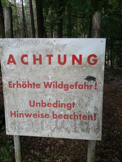 Im Waldgebiet vor Würzberg ein Hinweis auf Wildschweine. Laut nebenstehender, jedoch nur schwer lesbarer Hinweistafel recht zahme Wildschweine in diesem Bereich eines Privatwaldes, die sich füttern lassen, jedoch zu jeder Zeit unberechenbar werden können. Man sollte sie nicht unnötig reizen. Irgendwie hat man dann schon ein etwas flaues Gefühl, aber die Neugier auf's Römerbad war größer als ein Rückzug und gesehen hab ich auch keine einzige Wildsau.