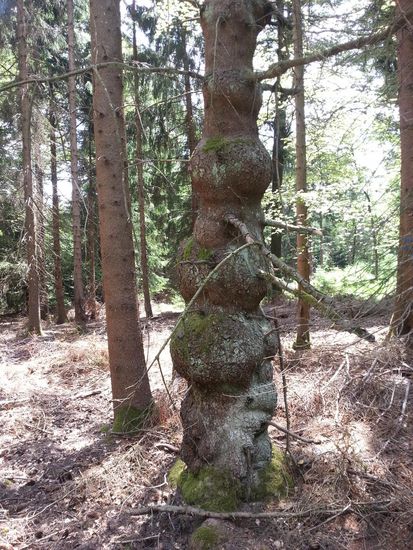 skulpturartiger Baumstamm