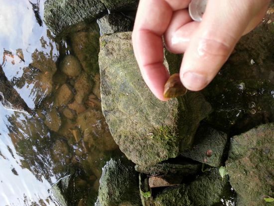 Was für beste Wasserqualität spricht: kein Stein, sondern eine geschlossene, lebendige Muschel zw. Daumen und Zeigefinger. In diesem Bereich gab es nicht wenige davon.
