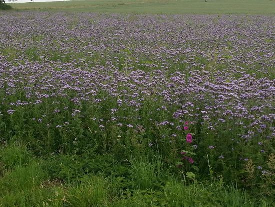 Kein Wildwuchs, offensichtlich auf diesem Feld bewusst angebaut. Was es ist, weiß ich selbst nicht.