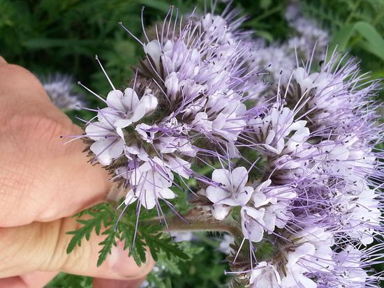 Detailaufnahme vom vorigen Foto.