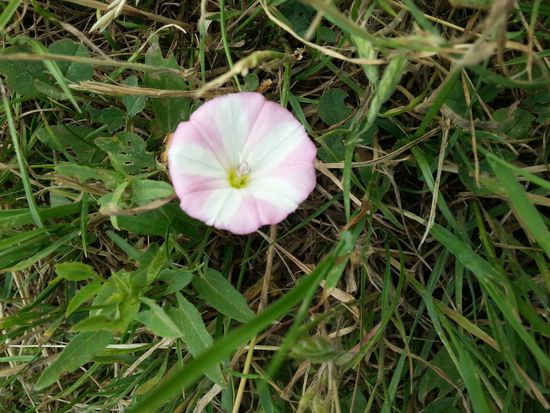 Südlich von Lauffen