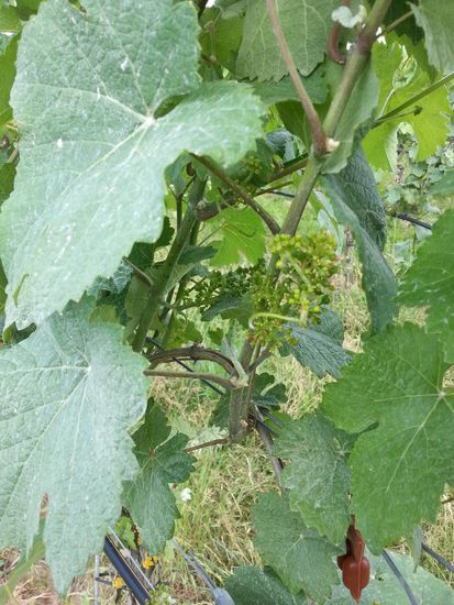 Südlich von Lauffen.
Noch sind die Weintrauben in etwa der Bildmitte unscheinbare grüne Knötchen, aber mit viel Entwicklungspotential in Bezug auf den Spezial-Ausdruck "Grad Oechsle"