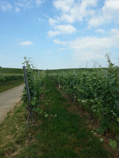 Weinbau im flurbereinigten Flachgelände. Maschinell natürlich leicht zu handhaben.