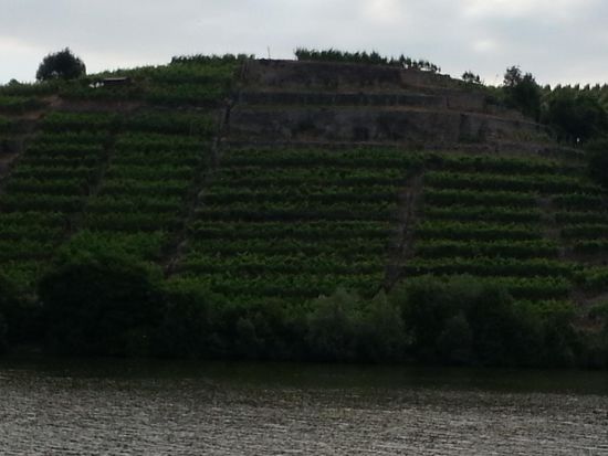 Und gute 100 m weiter arbeitsintensive Steillage