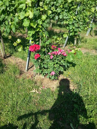 Kurz vor Hessigheim: Rose am Rebstock als Früh-Indikator für Mehltau, damit der Winzer diesen rechtzeitig bekämpfen kann.