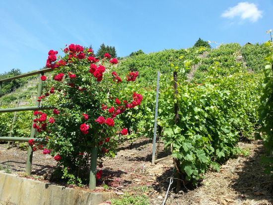 Nochmals eine schöne Aufnahme eines "Mehltau-Frühwarn-Systems" bei Benningen