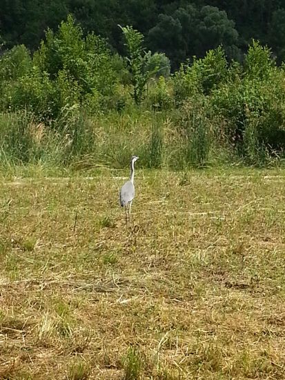 Ein Fischreiher beim lobsamen Mäusefang auf einer Wiese vor Remseck. Er stand einige Zeit recht nahe bei mir am Radweg und ließ sich nicht so recht aus der Ruhe bringen. Erst kurz bevor ich die Foto-Funktion meines Handys aktivieren konnte, entfernte er sich gemächlich für einige Schrittlängen.