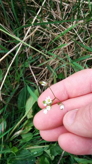 Analog zwei früherer Ferntour-Reiseberichte gelegentlich Blümchen vom Straßen- und Wegesrand: Von anderen übersehen, von mir gewürdigt. Da kann man ruhig einige Minuten "kostbarster" Fahrzeit verlieren. Nur kein unnötiger Stress bei der Auflockerung der Hobby-Betätigung.