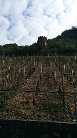 Am Weinhang