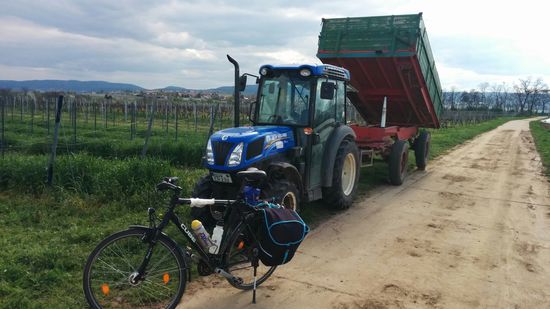 Der optisch recht kleine Weinbau-Traktor des Winzers mit aber immerhin 78 PS. Übrigens konnte ich mir leider nicht den Namen des örtlichen Anbaugebietes merken, aber die nähere Umgebung wird als "Toskana der Pfalz" bezeichnet, wo auch Feigen, Mandeln, Kastanien und sogar Zitronen gedeihen. Weinbautechnisch handelt es sich um die Region Rheinhessen, mit 26.516 ha Rebfläche das größte Weinbaugebiet Deutschlands.