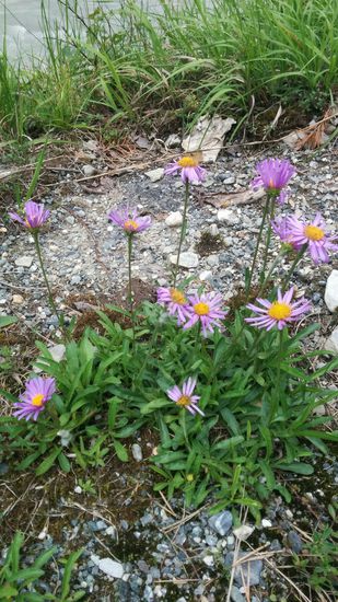 Wie seit meiner Ferntour von oberhalb Hamburg nach Hause üblich, immer wieder mal Blümchen am Straßen- und Wegesrand, die sonst kaum jemand beachten dürfte.