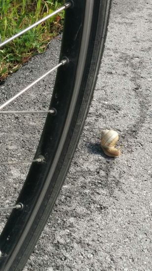 Ich bremse auch für Weinbergschnecken - aber Rutschgefahr infolge der Schleimspur bestand nicht.