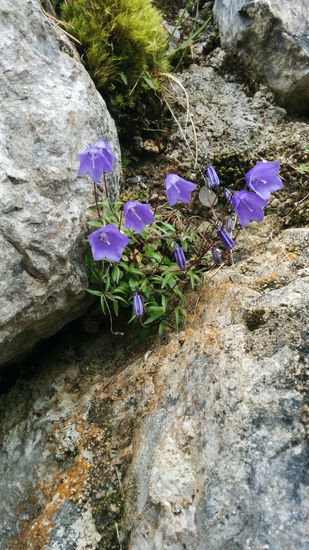 ... noch einige Blümchen am felsigen Seitenhang...