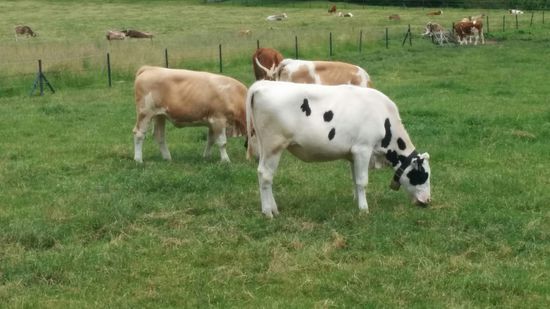 "Glückliche Weidekühe". Auch zu diesem Foto gibt's ein youtube-Video mit akustischer Untermalung:
Weidekühe bei Roppen / Tirol