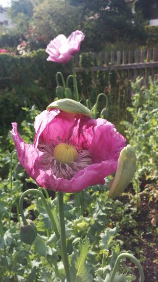 Kurz vor der Abfahrt noch ein sich gerade entfaltender Klatschmohn, an dessen Blütenblätter noch zwei grüne Deckblätter hängen.