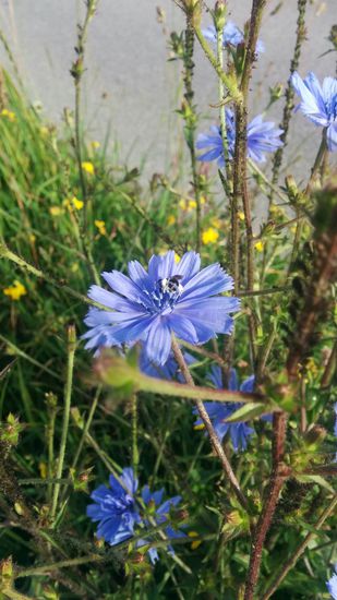 Einige km weiter in Bruckmühl etwas Botanik vom Straßenrand.